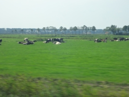 Sleeping Cows